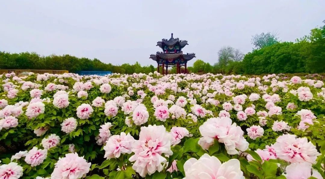 盛世牡丹真國色，百萬奧鈴開新篇，奧鈴Pro閃耀齊魯大地