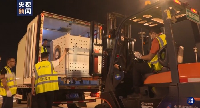 “丫丫”回京,奧鈴北極熊又一次擔任護送“大使”!